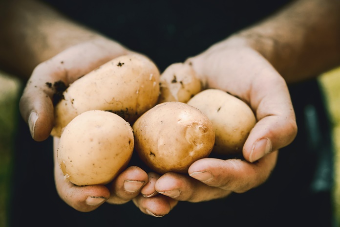 Nuostolingas bulvių biznis virto pelningu ir apmokestinamu verslu