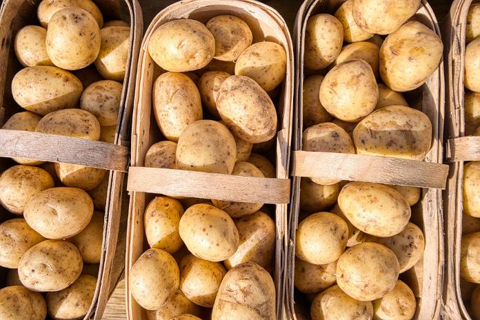Ūkininkai jau pradėjo bulvių sėją: kokio derliaus šiemet laukti?